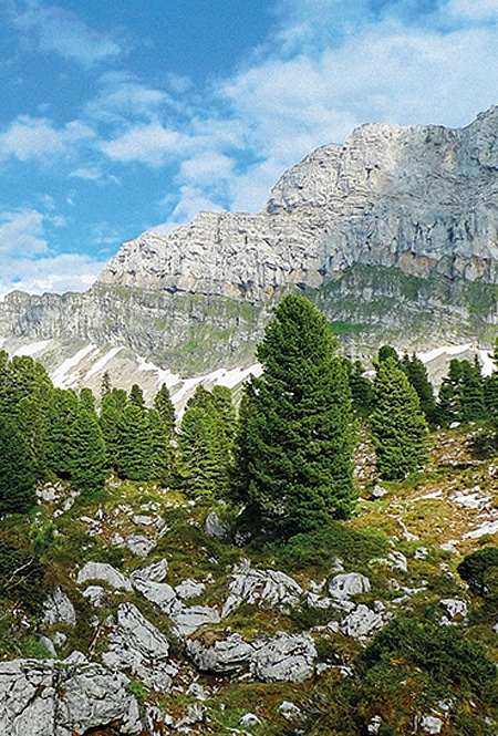 Zirbelkiefern in den Schweizer Bergen